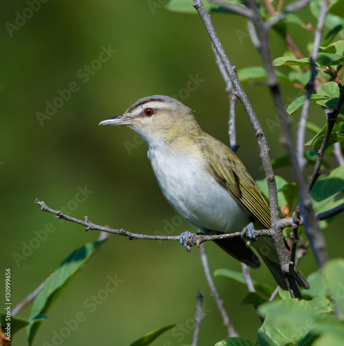 Red-Eyed Vireo Portrait on Green Background