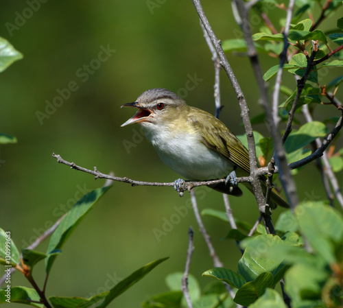 Red-Eyed Vireos