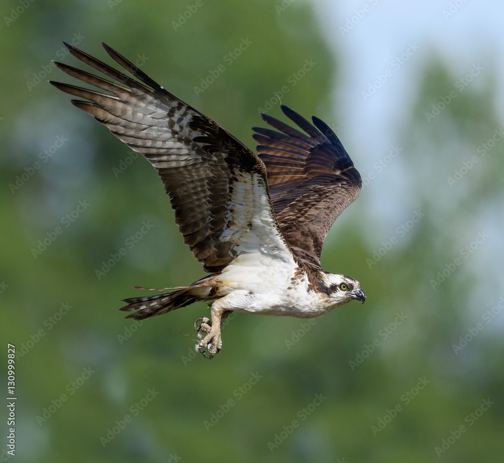 Fototapeta premium Male Osprey in Flight on Green Background