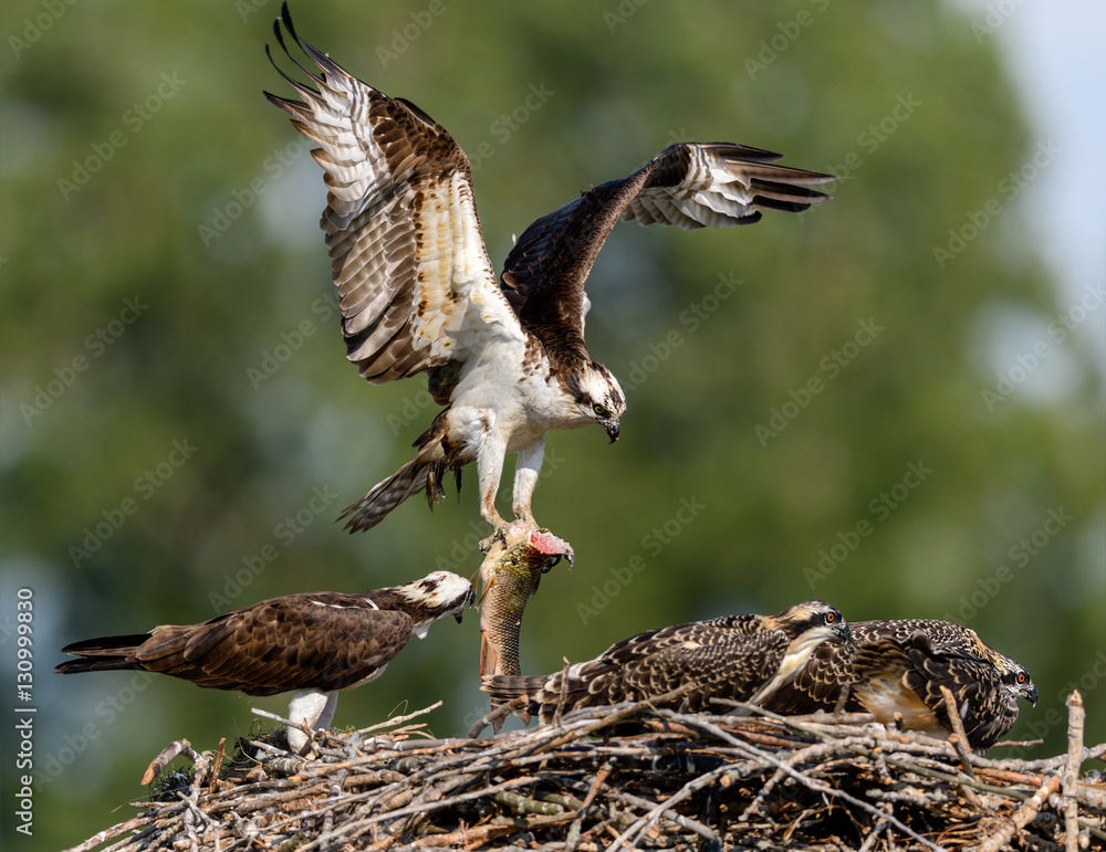 Fototapeta premium Male Osprey Brings a Fish to the Nest