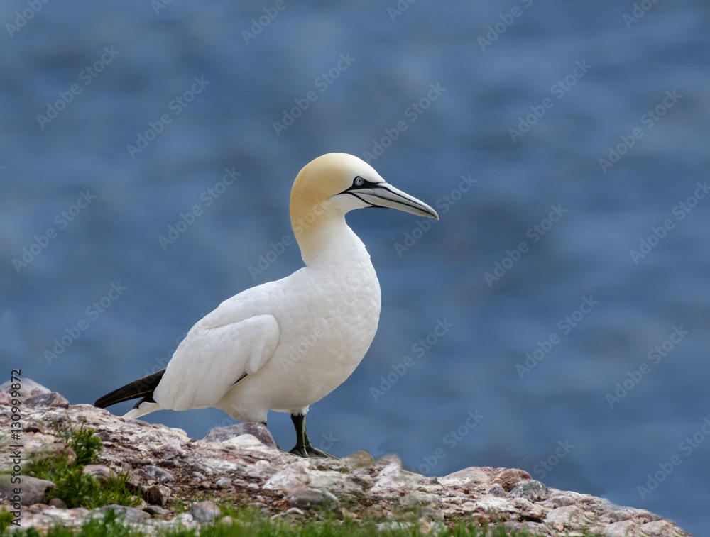 Obraz premium Northern Gannet Portrait