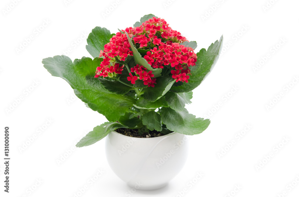 Kalanchoe blossfeldiana Kalanchoe blossfeldiana