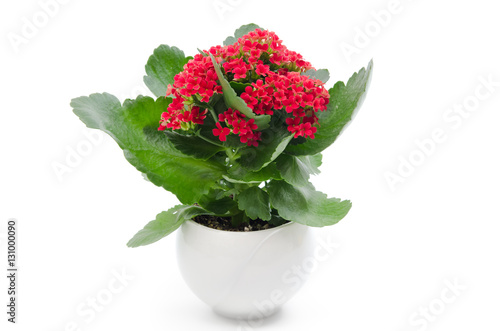 Photos Kalanchoe blossfeldiana