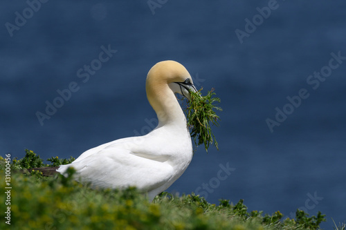  Northern Gannet with Grass  