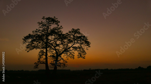 Silhouette of tree.
