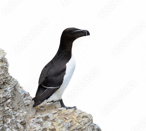 Razorbill Standing on Cliff on White Background, Isolated