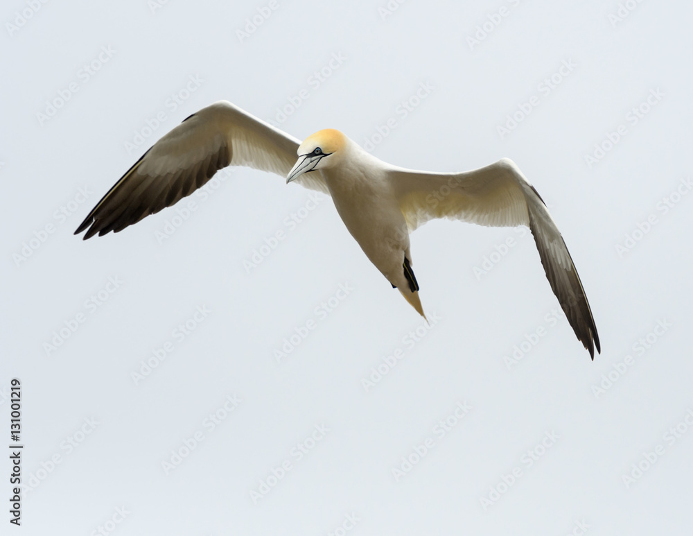 Fototapeta premium Northern Gannet in Flight