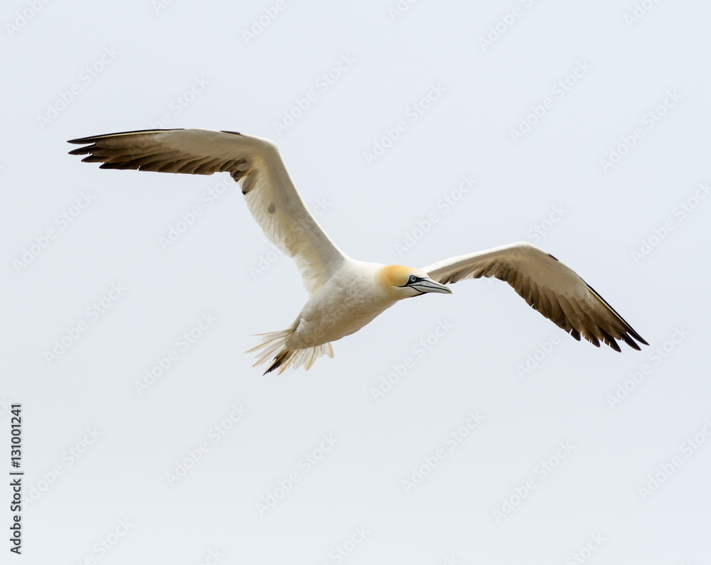 Obraz premium Northern Gannet