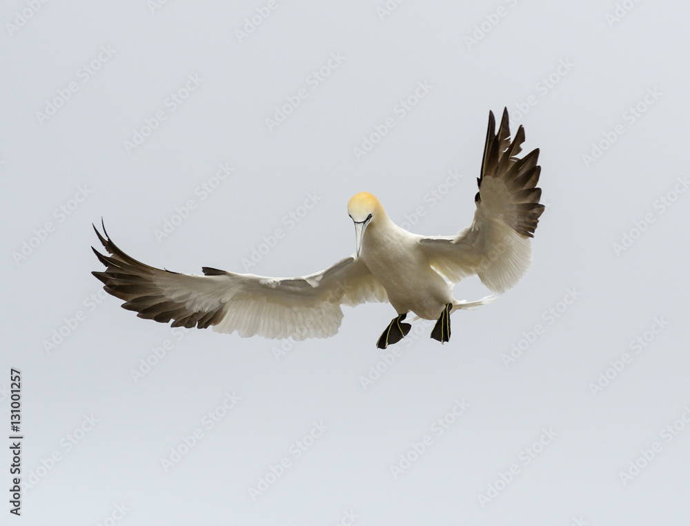 Fototapeta premium Northern Gannet
