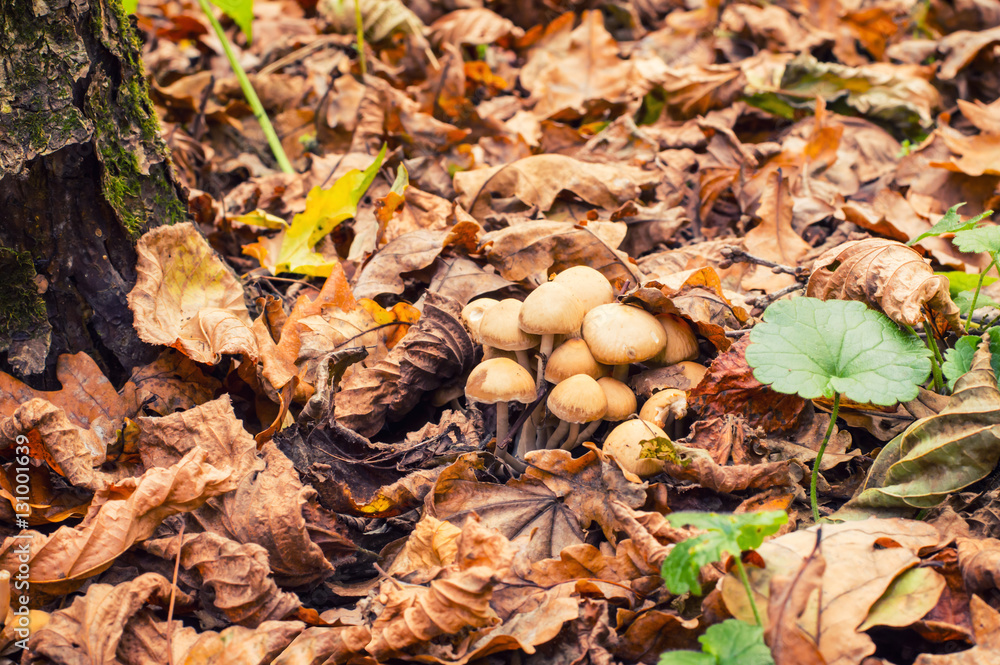 Group of beautiful mushrooms on the fallen leaves in the wild forest Group of beautiful mushrooms on the fallen leaves in the wild forest