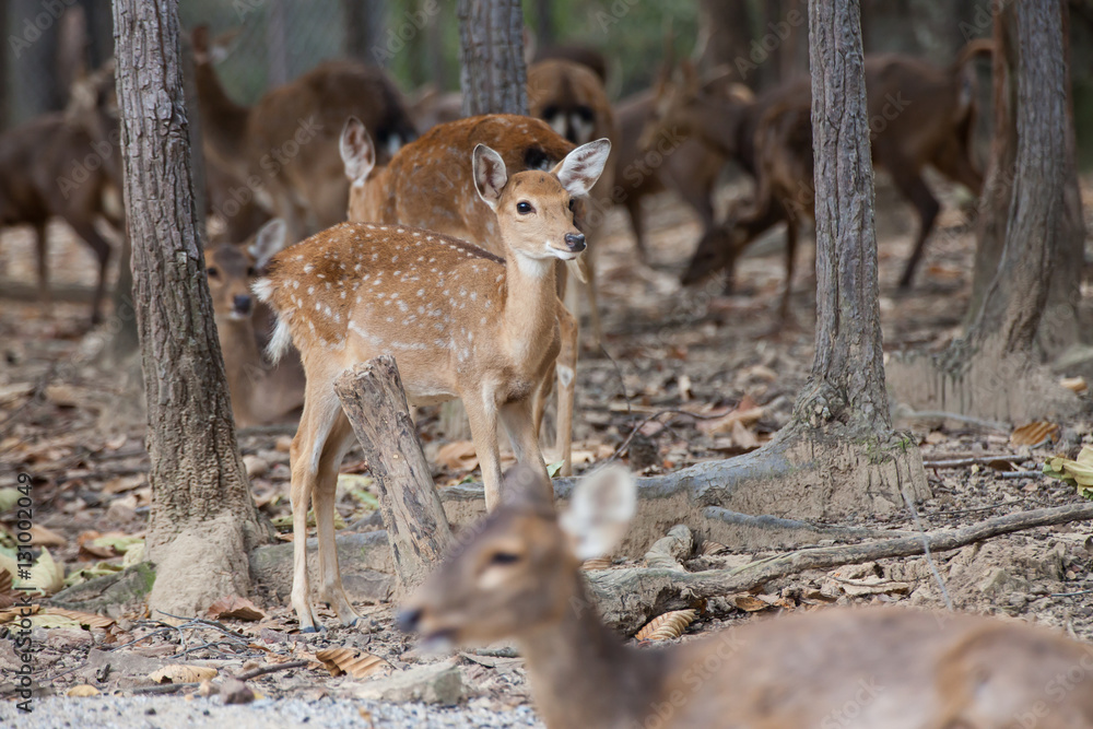 Asian Deer in the nature background. Asian Deer in the nature background.