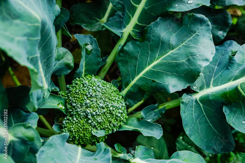 fresh broccoli in garden.