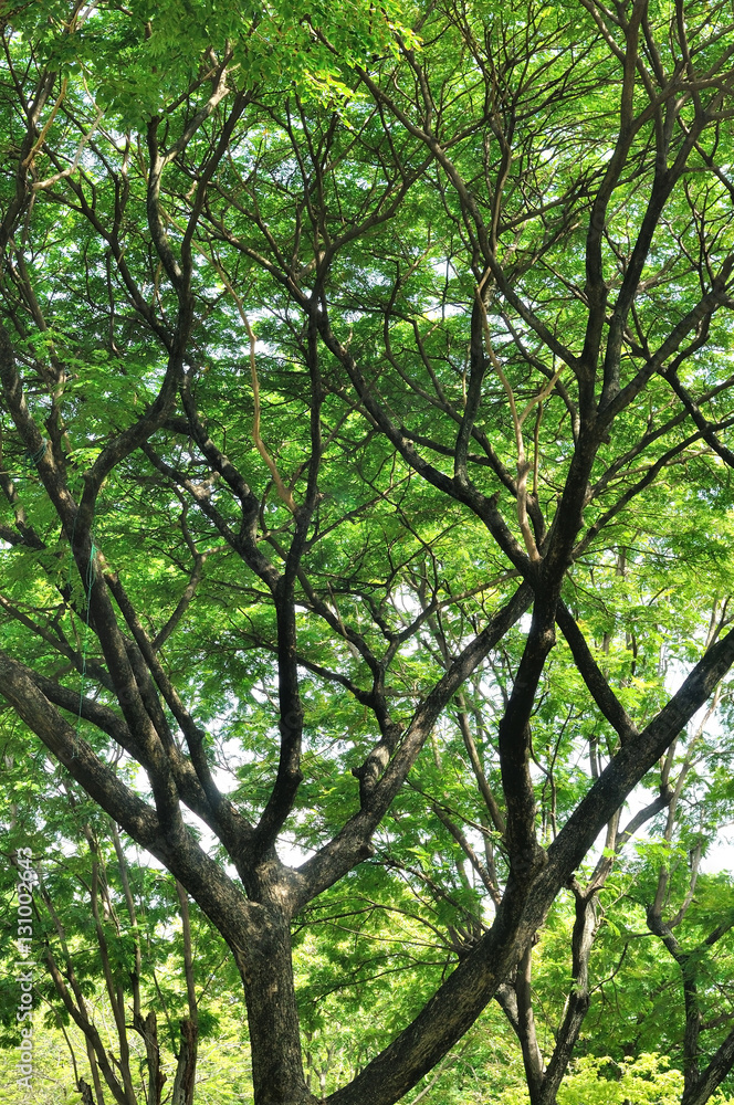 Garden decoration many trees, green yard be shady for people res Garden decoration many trees, green yard be shady for people res
