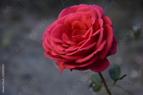 Rose,Bulgarian 
