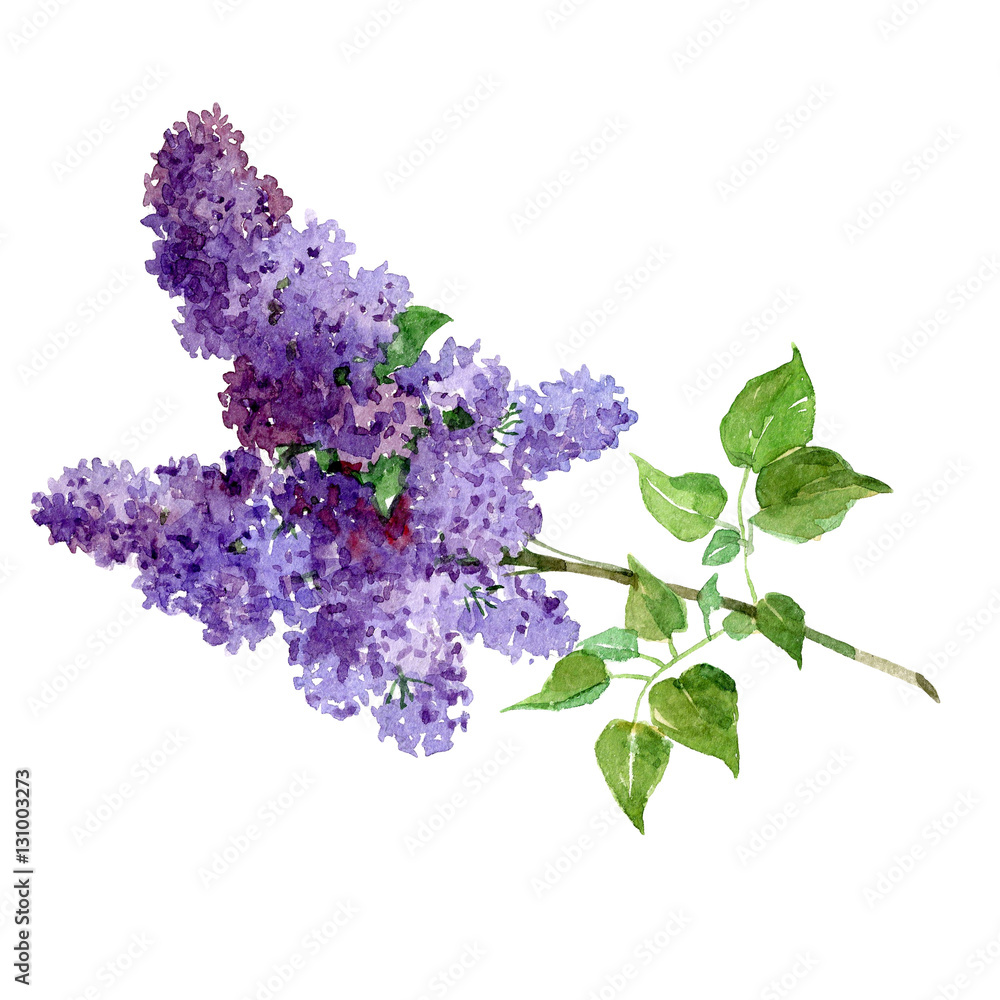 Watercolor bouquet of lilac isolated on a white background illustration ...