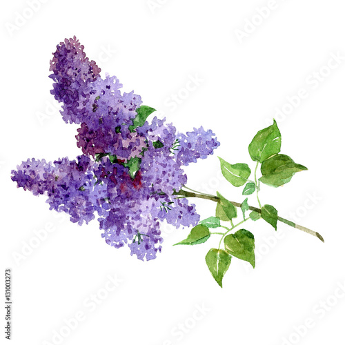 Watercolor bouquet of lilac isolated on a white background illustration.