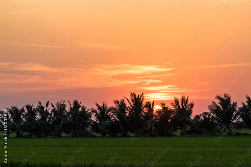 coconut tree and rice filed at sunset.