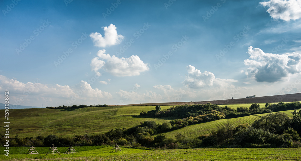 Summer landscape - meadow