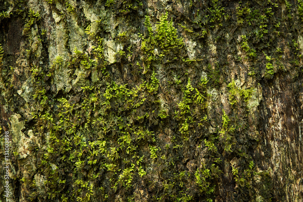 Green moss on bart and tree trunk Green moss on bart and tree trunk