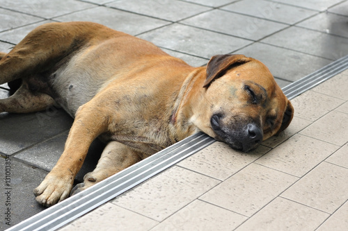 Abandoned homeless stray dog sleeping on footpath. © ZhouEka