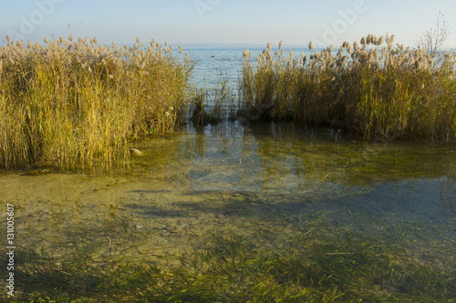A small reeds on the banks of Garda Lake