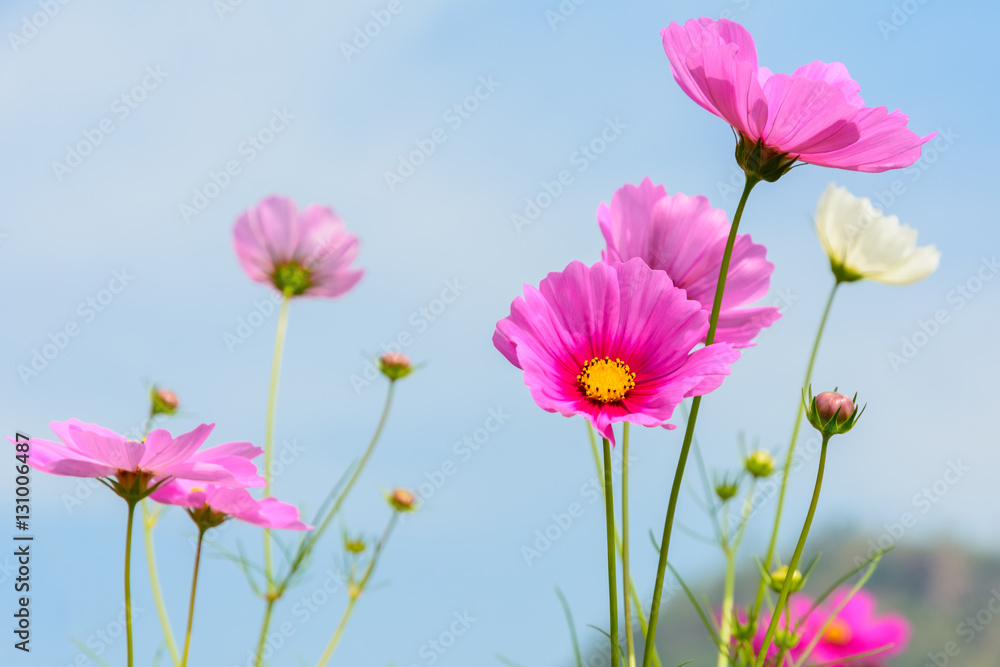 Beautiful of cosmos flowers blooming with blue sky Beautiful of cosmos flowers blooming with blue sky