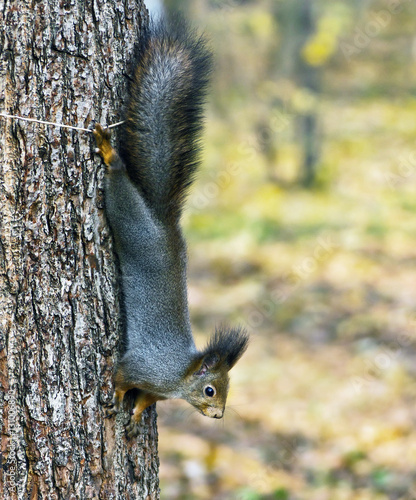 Photography The red squirrel sitting on a tree in a moscow park