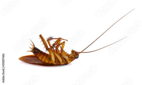 Cockroach on a white background © pairoj