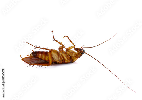 Cockroach isolated on a white background © pairoj