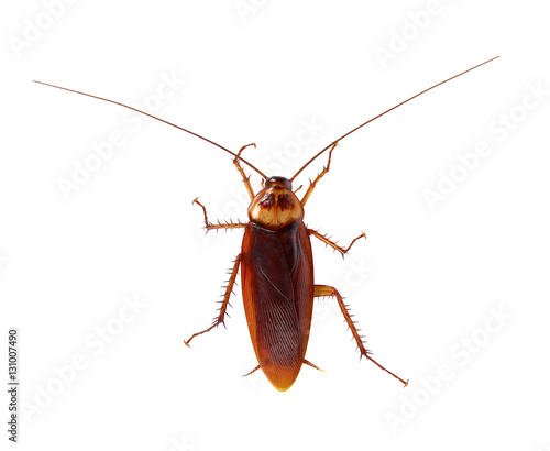 Cockroach isolated on a white background © pairoj