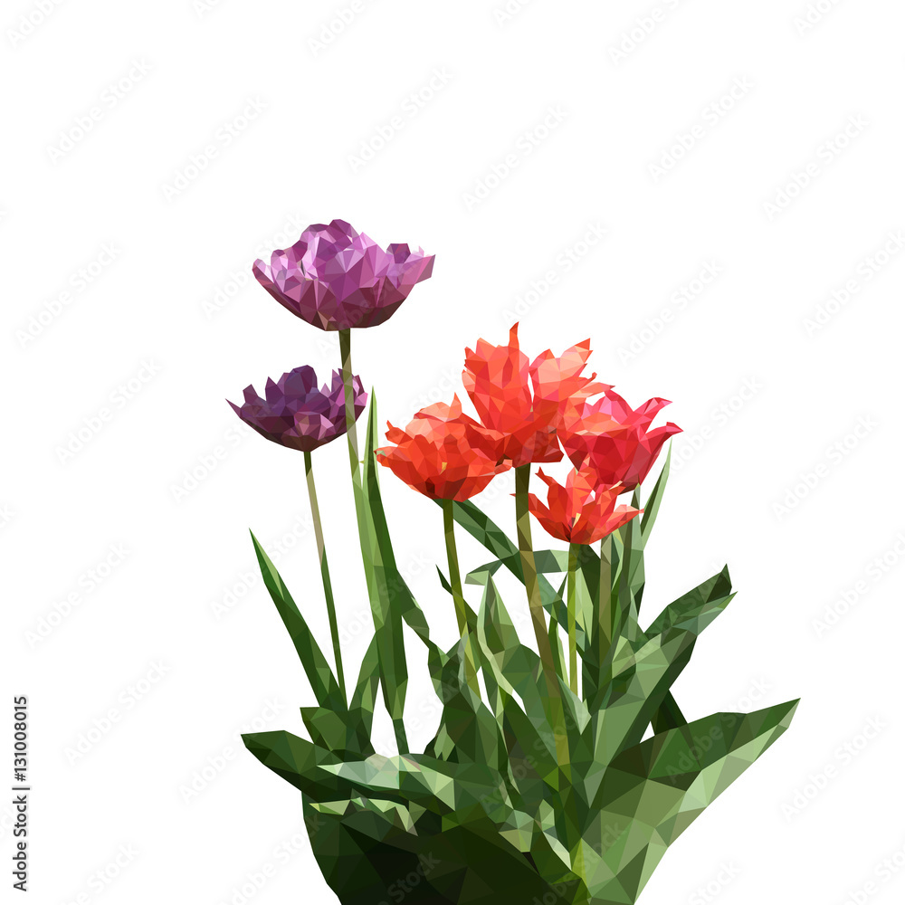 Tulip triangulated. bouquet flowers, purple, red Tulip triangulated. bouquet flowers, purple, red