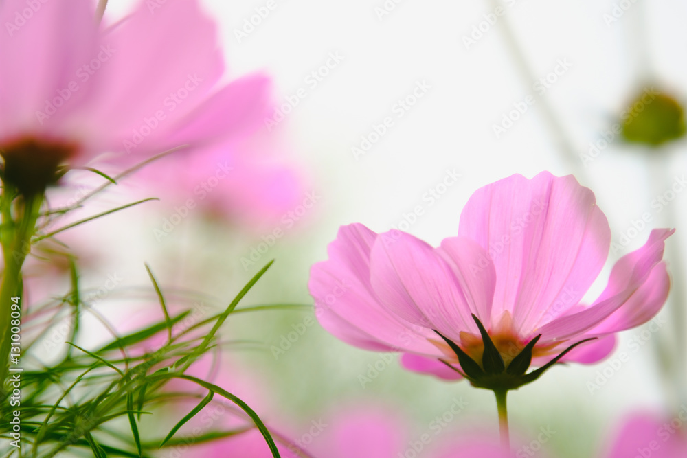 Pink cosmea flower under sunlight with selective focus and blurry background.