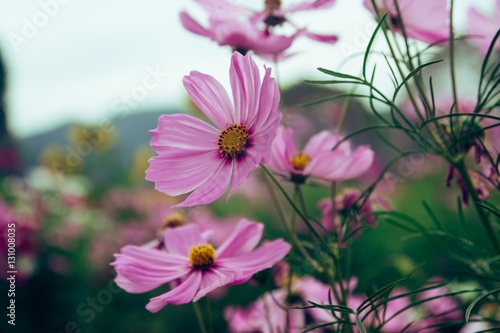 Vintage style. Pink cosmea flower under sunlight and blue sky with selective focus and blurry background.