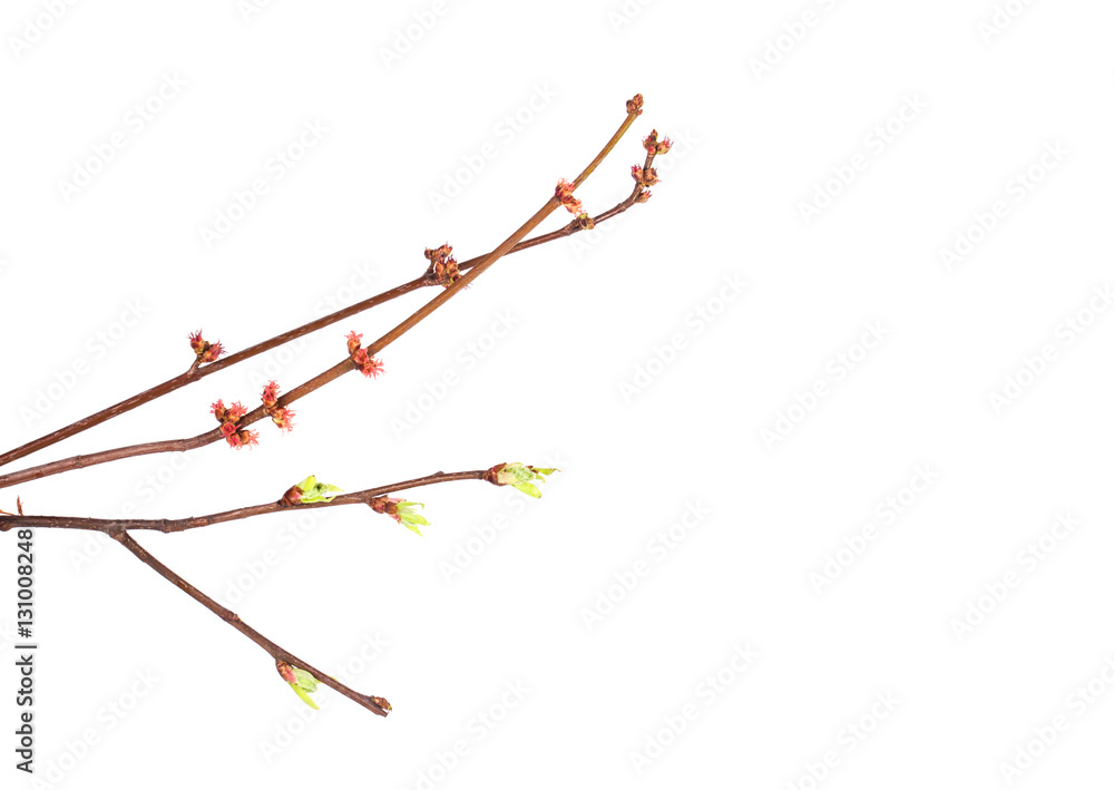 Fototapeta premium Spring branch isolated 