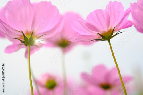 Pink cosmea flower under sunlight with selective focus and blurry background.