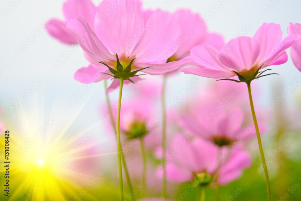 Pink cosmea flower under sunlight with selective focus and blurry background. sun lighting flare effect. Pink cosmea flower under sunlight with selective focus and blurry background. sun lighting flare effect.