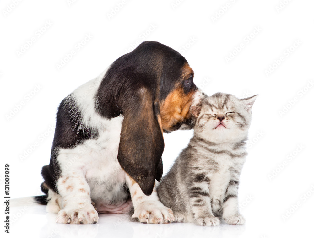 Basset hound puppy kissing tiny kitten. isolated on white background Basset hound puppy kissing tiny kitten. isolated on white background