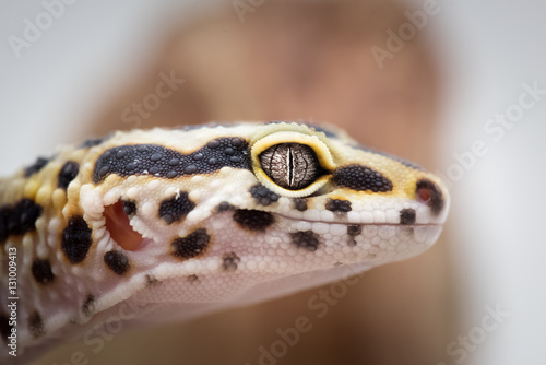Leopard Gecko