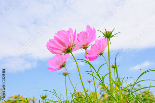 Pink cosmea flower under sunlight and blue sky with selective focus and blurry background.