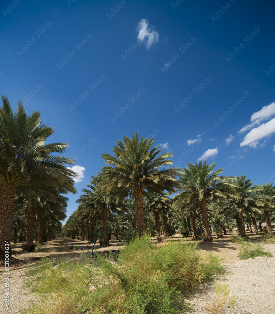 Palm trees perspective view. Palm grove in the summer sunny day on a background of blue sky