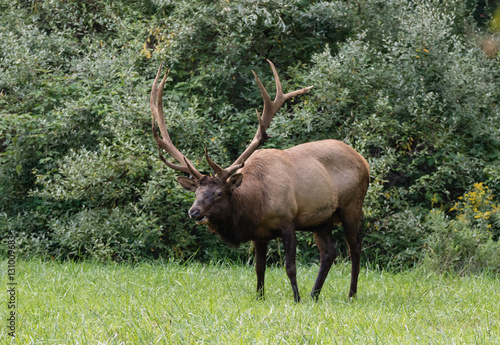 PENNSYLVANIA ELK