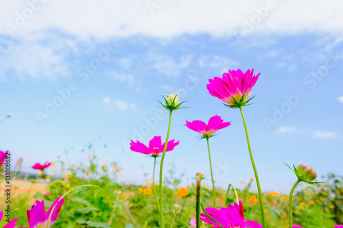 Fototapeta Naklejka Na Ścianę i Meble -  Pink cosmea flower under sunlight and blue sky with selective focus and blurry background.