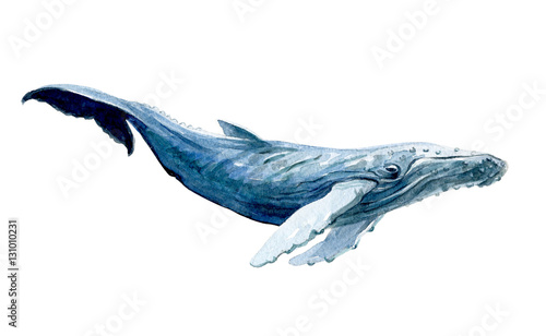 Fotografía Watercolor whale isolated on a white background illustration.