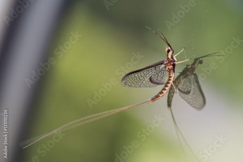 Mayfly