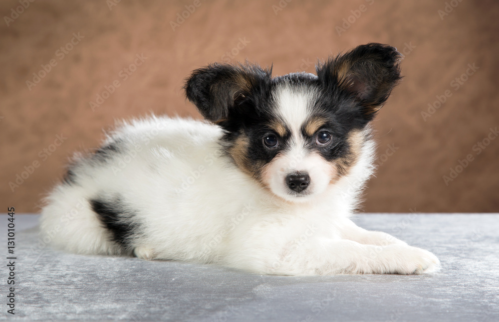 Portrait of a Papillon puppy Portrait of a Papillon puppy
