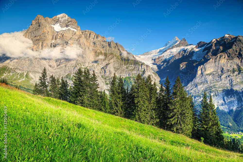 Spectacular green field with high snowy mountains, Grindelwald, Switzerland