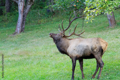 Bull Elk shaking the apple tree