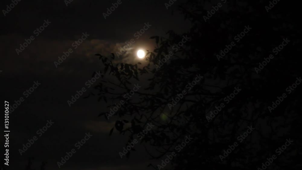 Tree in Moonlight Scary Scene at Night Tree in Moonlight Scary Scene at Night
