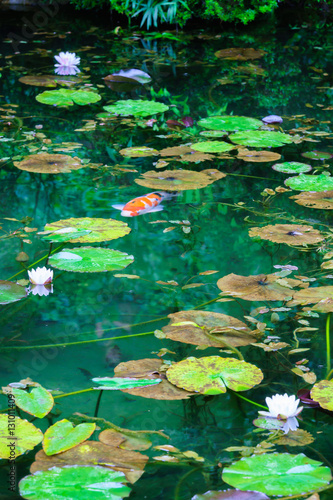  Monet s pond
