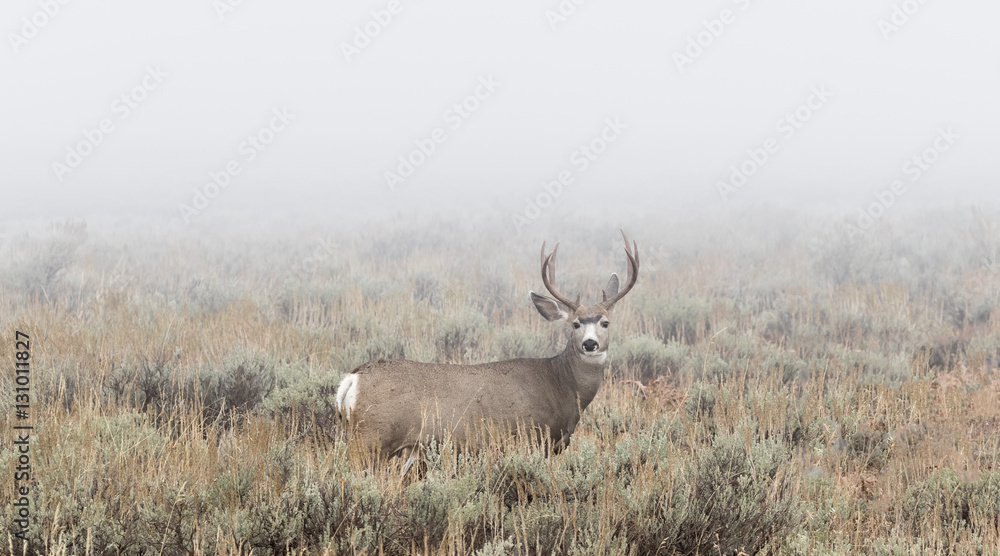 Mule Deer